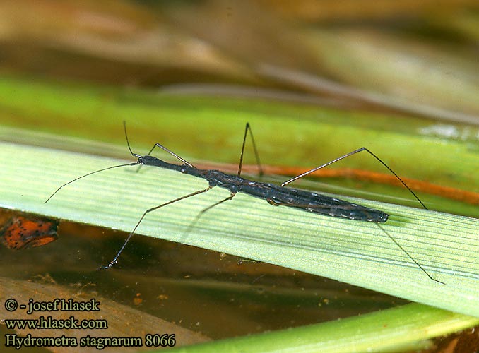 Hydrometra stagnorum Vodoměrka štíhlá