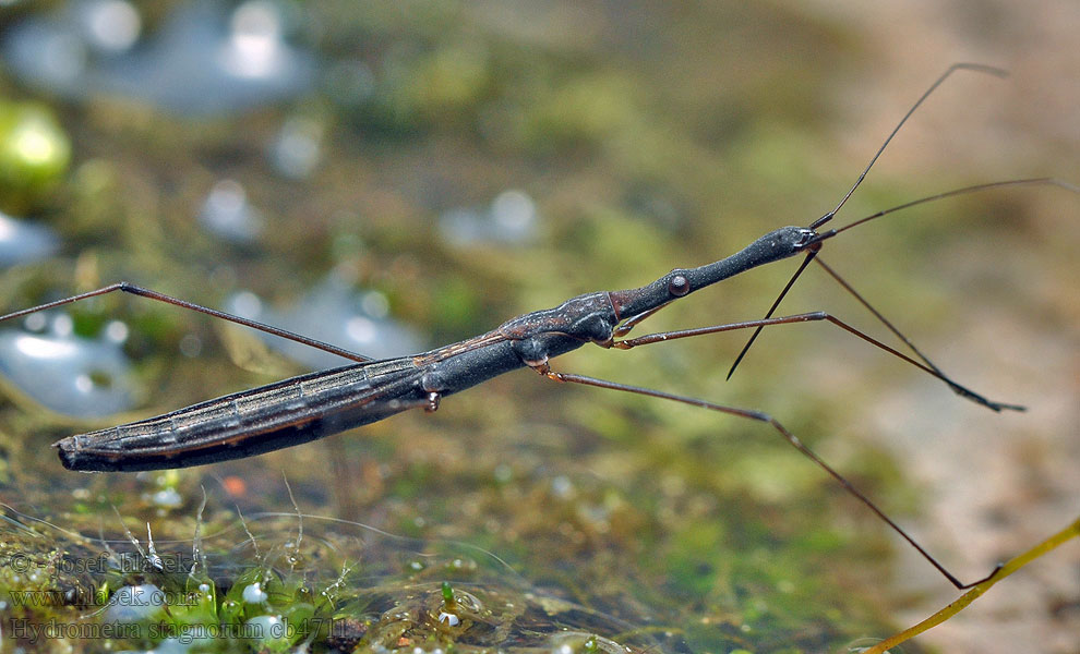 Hydrometra stagnorum Gemeiner Teichläufer