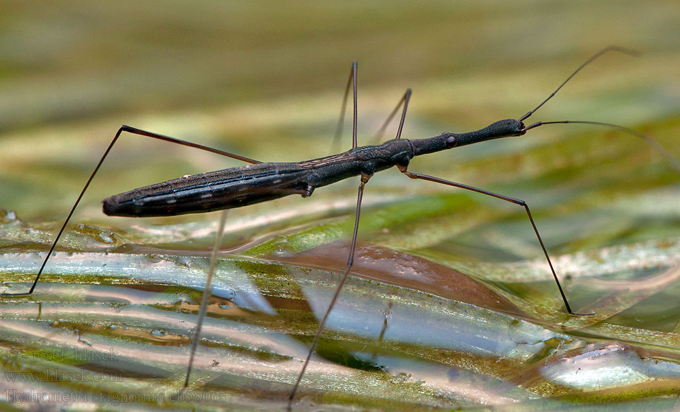 Hydrometra stagnorum Vízmérő poloska