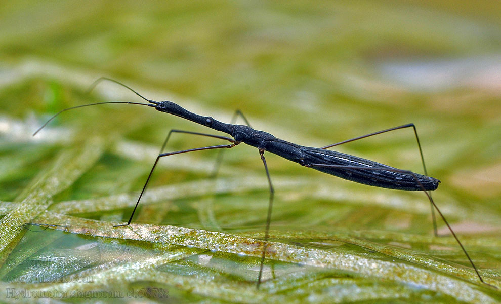 Hydrometra stagnorum Stor vattenmätare