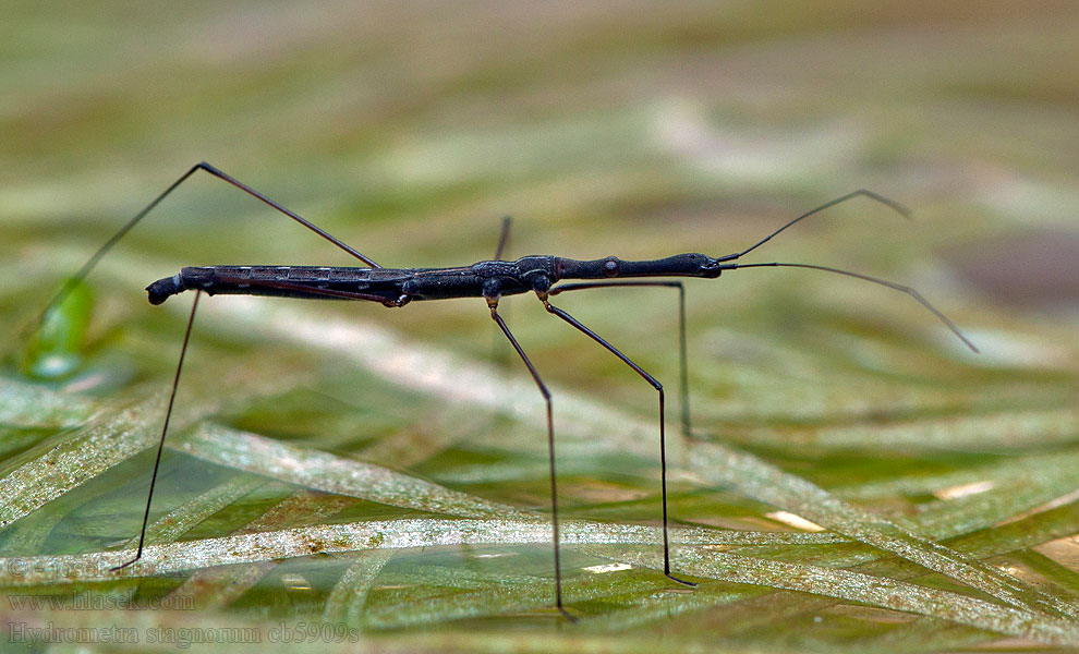 Hydrometra stagnorum Chinche acuática