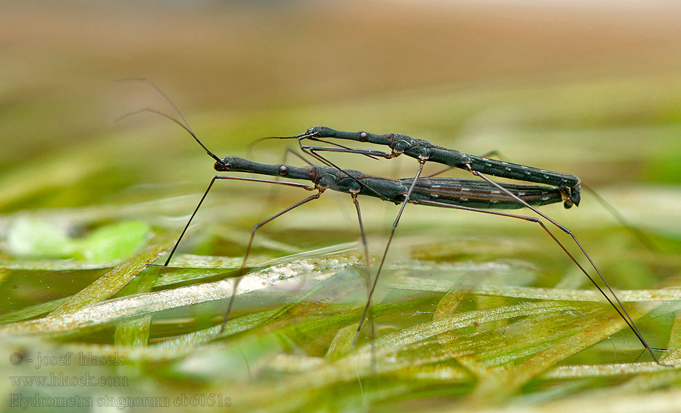 Gemeiner Teichläufer Hydrometra stagnorum