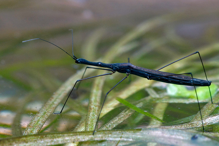 Vijverloper Hydrometra stagnorum