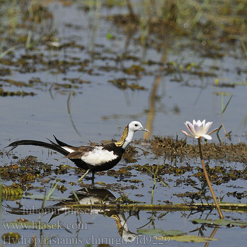 Hydrophasianus chirurgus Pheasant-tailed Jacana Ostnák bažantí Wasserfasan Jacana Colilarga レンカク Jacana longue queue Fasanbladhøne Pitkäpyrstöjassana Idrofagiano Waterfazant Fasanbladhøne Dlugoszpon chinski Водяной фазанчик 水雉 水雉 Jakana bažantia Fasanjacana 물꿩 Gà lôi nước  นกอีแจว  Uzun kuyruklu jakana