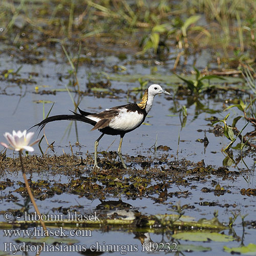 Wasserfasan Jacana Colilarga レンカク Jacana longue queue Fasanbladhøne Pitkäpyrstöjassana Idrofagiano Waterfazant Fasanbladhøne Dlugoszpon chinski Водяной фазанчик 水雉 水雉 Jakana bažantia Fasanjacana 물꿩 Gà lôi nước  นกอีแจว  Uzun kuyruklu jakana Hydrophasianus chirurgus Pheasant-tailed Jacana Ostnák bažantí