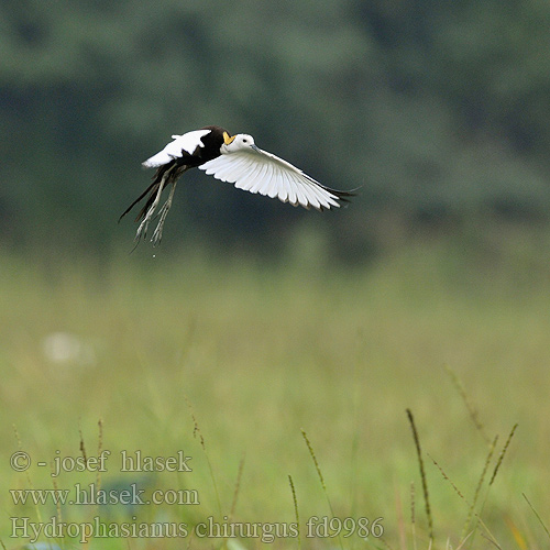 Fasanjacana 물꿩 Gà lôi nước  นกอีแจว  Uzun kuyruklu jakana Hydrophasianus chirurgus Pheasant-tailed Jacana Ostnák bažantí Wasserfasan Jacana Colilarga レンカク Jacana longue queue Fasanbladhøne Pitkäpyrstöjassana Idrofagiano Waterfazant Dlugoszpon chinski Водяной фазанчик 水雉 水雉 Jakana bažantia