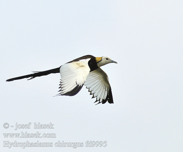 Pheasant-tailed Jacana Ostnák bažantí Wasserfasan Jacana Colilarga レンカク Jacana longue queue Fasanbladhøne Pitkäpyrstöjassana Idrofagiano Waterfazant Dlugoszpon chinski Водяной фазанчик 水雉 水雉 Jakana bažantia Fasanjacana 물꿩 Gà lôi nước นกอีแจว Uzun kuyruklu jakana Hydrophasianus chirurgus