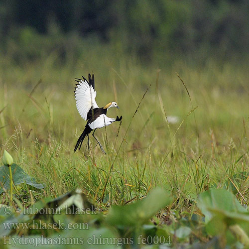 Ostnák bažantí Wasserfasan Jacana Colilarga レンカク Jacana longue queue Fasanbladhøne Pitkäpyrstöjassana Idrofagiano Waterfazant Dlugoszpon chinski Водяной фазанчик 水雉 水雉 Jakana bažantia Fasanjacana 물꿩 Gà lôi nước นกอีแจว Uzun kuyruklu jakana Hydrophasianus chirurgus Pheasant-tailed Jacana