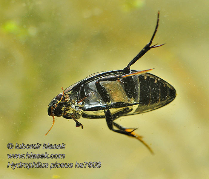 Hydrophilus piceus Közönséges óriáscsibor Grote spinnende watertor