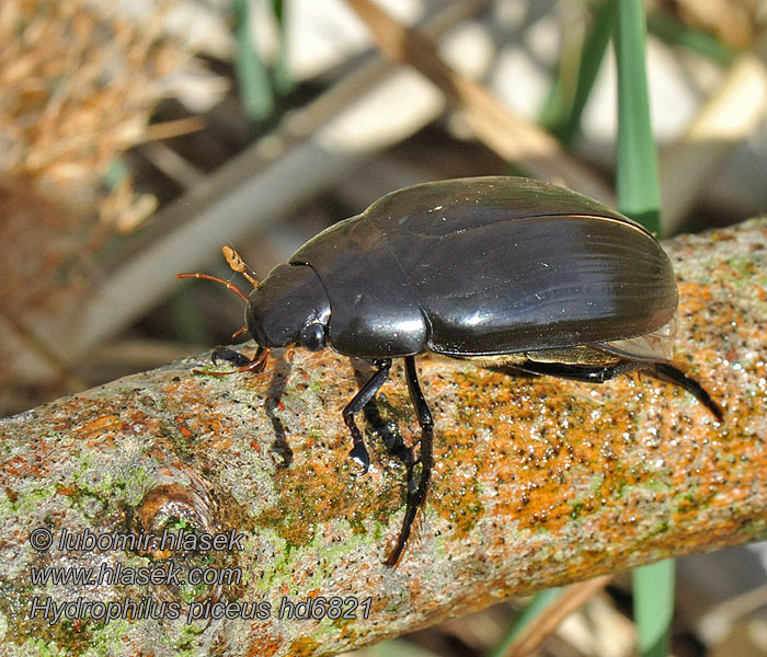 Hydrophilus piceus Kałużnica czarnozielona Водолюб большой чёрный