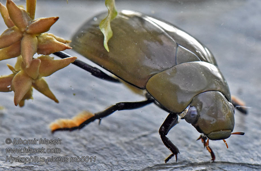 Großer Kolbenwasserkäfer Hydrophilus piceus Hydrous