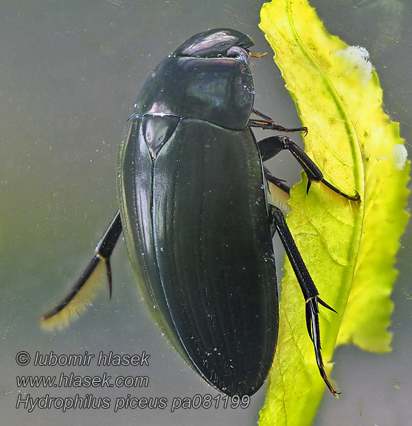 Közönséges óriáscsibor Hydrophilus piceus Hydrous