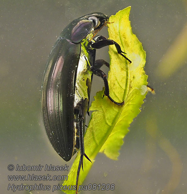 Grote spinnende watertor Vodomil čierny Hydrophilus piceus Hydrous