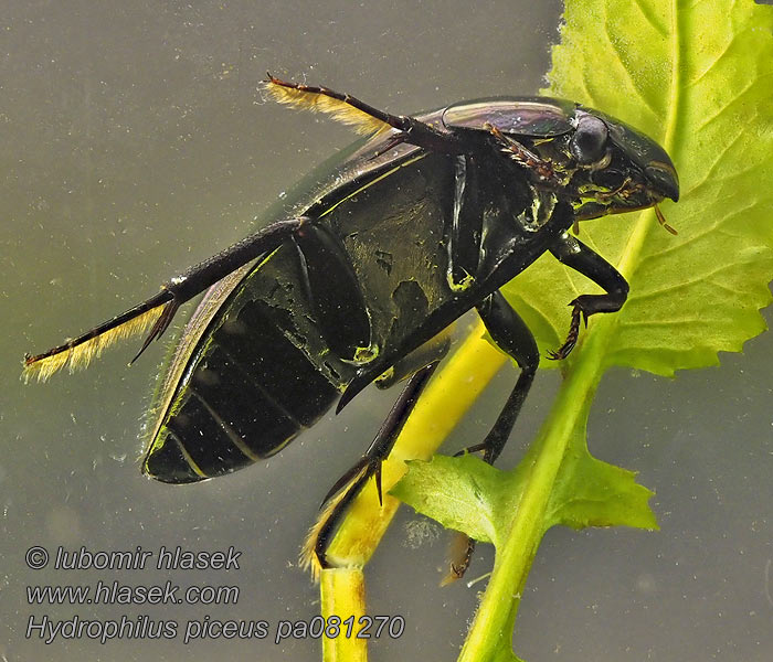 Kałużnica czarnozielona Hydrophilus piceus Hydrous