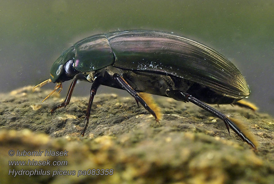 Водолюб большой чёрный Hydrophilus piceus Hydrous