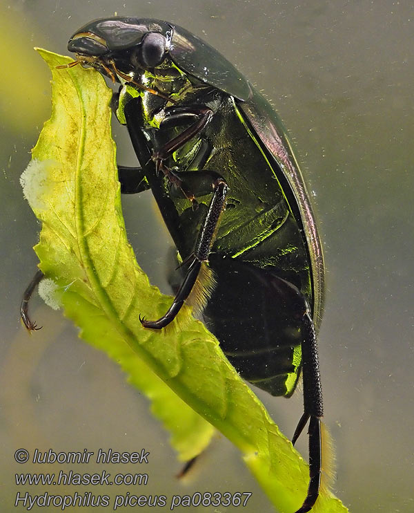 Hydrophilus piceus Hydrous Vodomil černý Großer Kolbenwasserkäfer