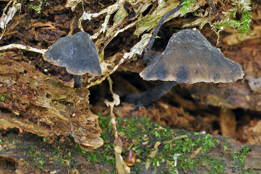 Schwärzender Wasserfuss Hydropus atramentosus