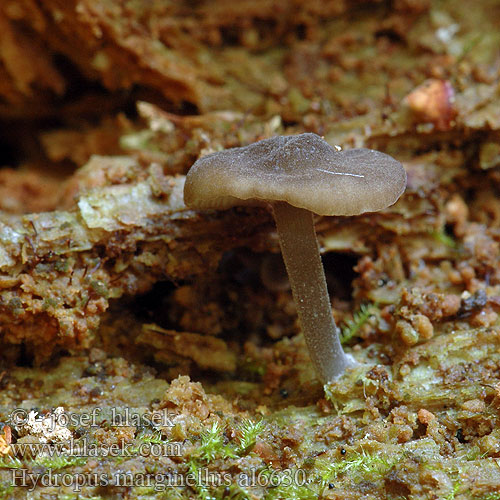 Hydropus marginellus Mycena marginella Ronivka troudní Zvončekovec hnedoobrúbený Braunschneidiger Wasserfuss Wasserfuß Gesellige Glöckchennabeling Žlebičasti korenovec Gerande sapsteel