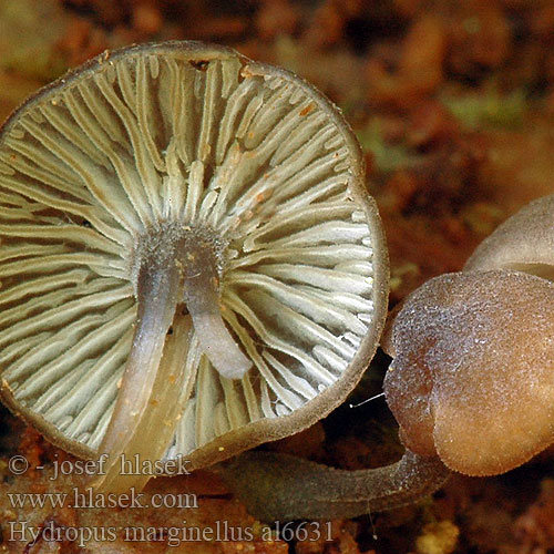 Zvončekovec hnedoobrúbený Braunschneidiger Wasserfuss Wasserfuß Gesellige Glöckchennabeling Žlebičasti korenovec Gerande sapsteel Hydropus marginellus Mycena marginella Ronivka troudní