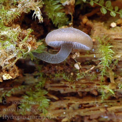 Wasserfuss Wasserfuß Gesellige Glöckchennabeling Žlebičasti korenovec Gerande sapsteel Hydropus marginellus Mycena marginella Ronivka troudní Zvončekovec hnedoobrúbený Braunschneidiger