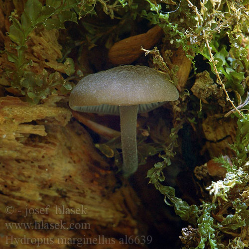 Žlebičasti korenovec Gerande sapsteel Hydropus marginellus Mycena marginella Ronivka troudní Zvončekovec hnedoobrúbený Braunschneidiger Wasserfuss Wasserfuß Gesellige Glöckchennabeling