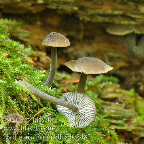 Ronivka troudní Zvončekovec hnedoobrúbený Braunschneidiger Wasserfuss Wasserfuß Gesellige Glöckchennabeling Žlebičasti korenovec Gerande sapsteel Hydropus marginellus Mycena marginella