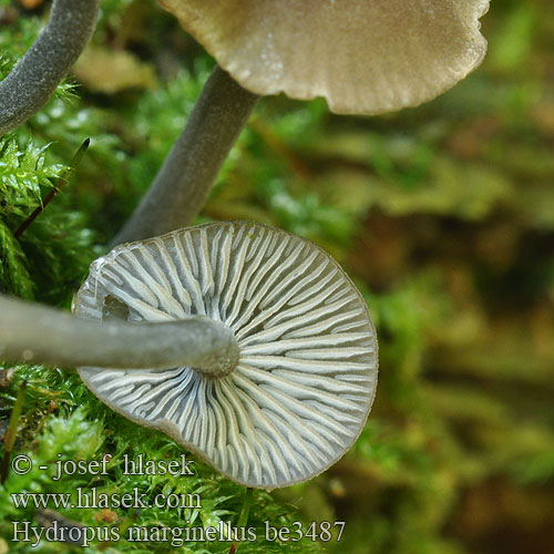 Zvončekovec hnedoobrúbený Braunschneidiger Wasserfuss Wasserfuß Gesellige Glöckchennabeling Žlebičasti korenovec Gerande sapsteel Hydropus marginellus Mycena marginella Ronivka troudní