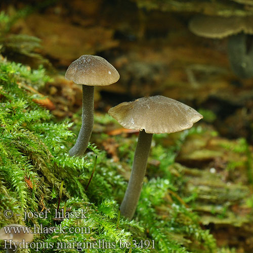 Braunschneidiger Wasserfuss Wasserfuß Gesellige Glöckchennabeling Žlebičasti korenovec Gerande sapsteel Hydropus marginellus Mycena marginella Ronivka troudní Zvončekovec hnedoobrúbený