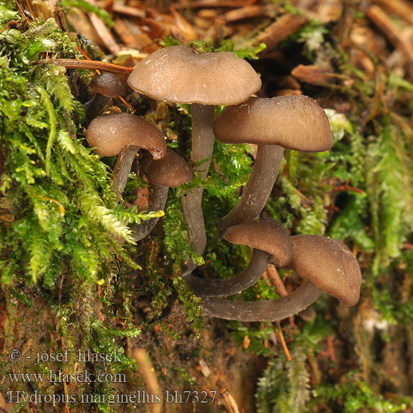 Žlebičasti korenovec Gerande sapsteel Hydropus marginellus Mycena marginella Ronivka troudní Zvončekovec hnedoobrúbený Braunschneidiger Wasserfuss Wasserfuß Gesellige Glöckchennabeling