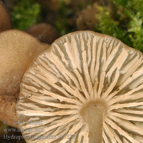 Gerande sapsteel Hydropus marginellus Mycena marginella Ronivka troudní Zvončekovec hnedoobrúbený Braunschneidiger Wasserfuss Wasserfuß Gesellige Glöckchennabeling Žlebičasti korenovec