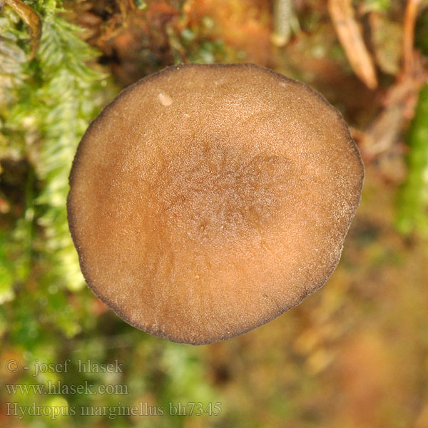 Hydropus marginellus Mycena marginella Ronivka troudní Zvončekovec hnedoobrúbený Gesellige Glöckchennabeling Braunschneidiger Wasserfuss Wasserfuß Žlebičasti korenovec Gerande sapsteel