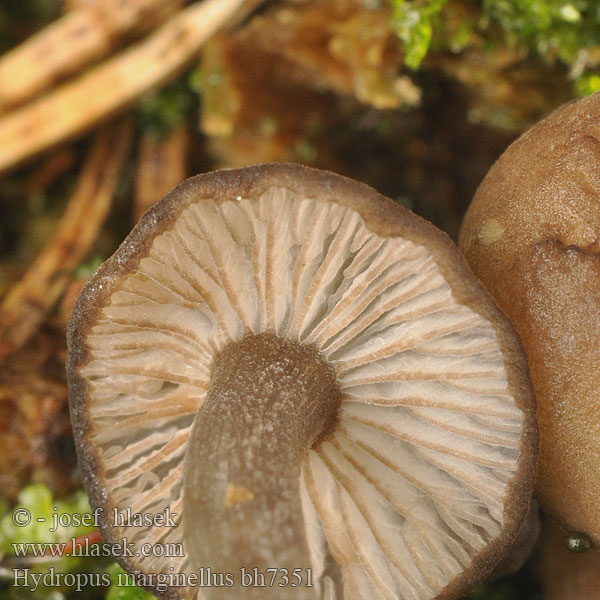 Ronivka troudní Zvončekovec hnedoobrúbený Gesellige Glöckchennabeling Braunschneidiger Wasserfuss Wasserfuß Žlebičasti korenovec Gerande sapsteel Hydropus marginellus Mycena marginella