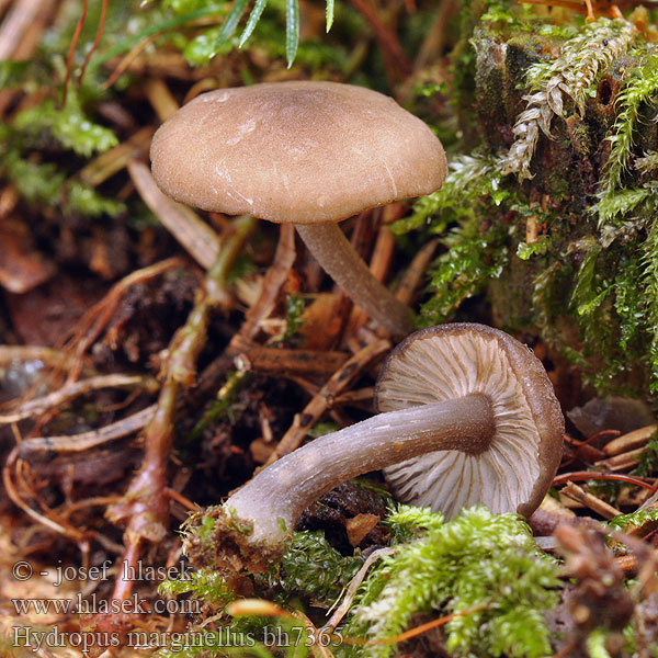 Zvončekovec hnedoobrúbený Gesellige Glöckchennabeling Braunschneidiger Wasserfuss Wasserfuß Žlebičasti korenovec Gerande sapsteel Hydropus marginellus Mycena marginella Ronivka troudní