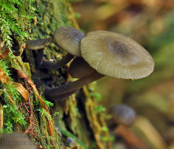 Zvončekovec hnedoobrúbený Gesellige Glöckchennabeling Braunschneidiger Wasserfuss Wasserfuß Žlebičasti korenovec Gerande sapsteel Hydropus marginellus Mycena marginella Ronivka troudní