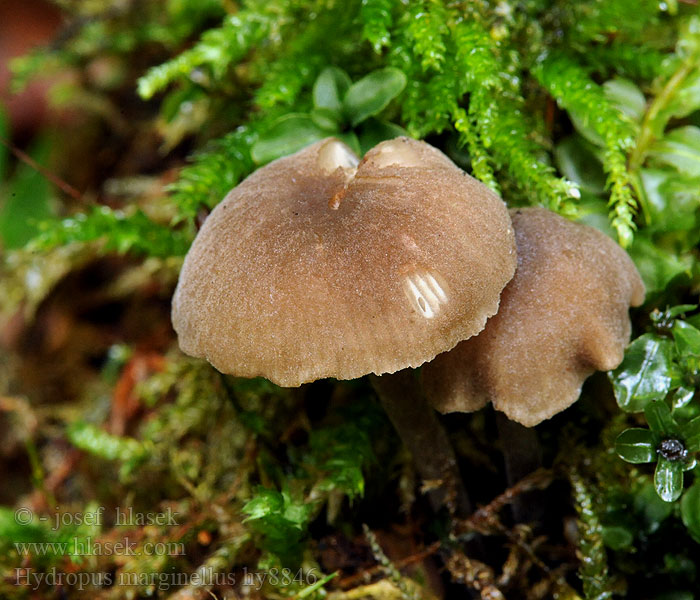 Hydropus marginellus Mycena marginella