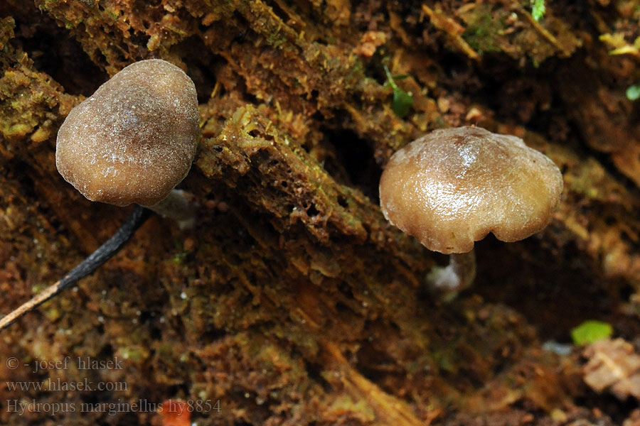 Zvončekovec hnedoobrúbený Hydropus marginellus