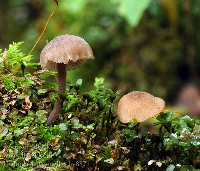 Mycena marginella Ronivka troudní