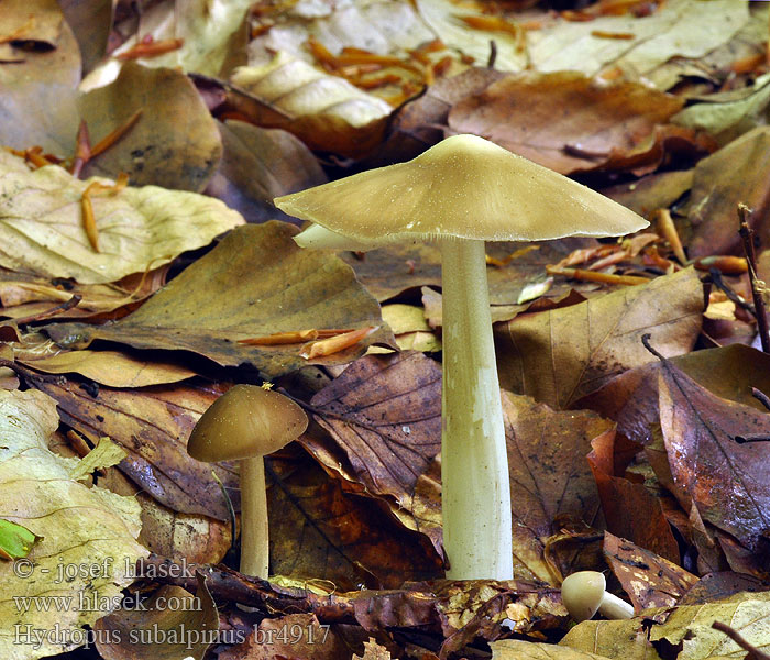 Hydropus subalpinus Buchenwald-Wasserfuss