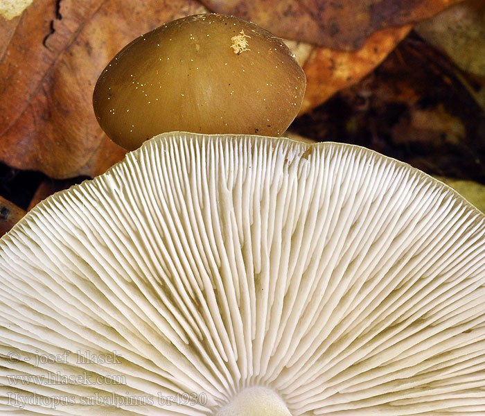 Hydropus subalpinus Ronivka podhorská Helmovka