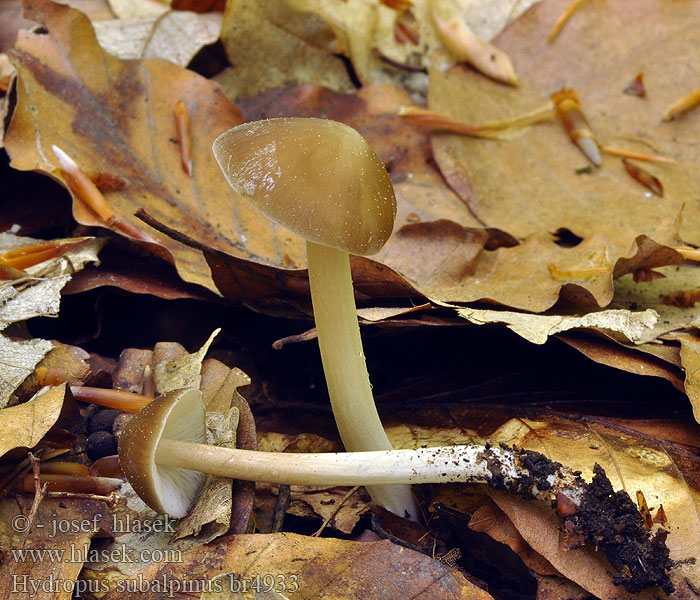 Hydropus subalpinus Silkkinukkalakki Geelbruine sapsteel