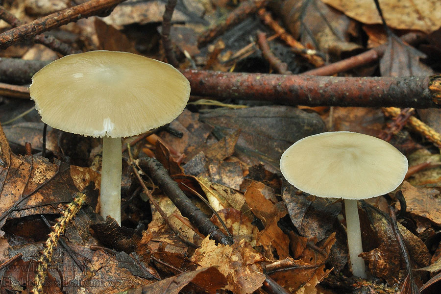 Buchenwald-Wasserfuss Hydropus subalpinus