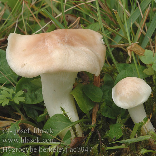 Hygrocybe berkeleyi WeiĂźer Wiesen-Ellerling Weisser Wiesenellerling