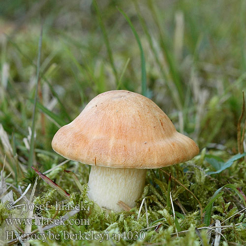 Hygrocybe pratensis pallida berkeleyi Ĺ ĹĄavnatka luÄŤnĂ­ Voskovka