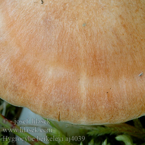 Hygrocybe pratensis Meadow Waxcap Pale LĂşÄŤnica lĂşÄŤna