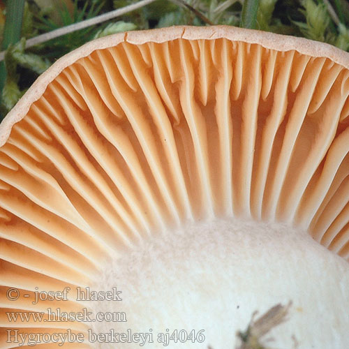 Hygrocybe pratensis Wiesen-Ellerling Orangefarbener Wiesenellerling