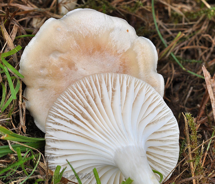 Hygrocybe berkeleyi pratensis Voskovka luční bledá