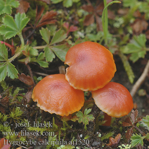 Hygrocybe calciphila aj1520