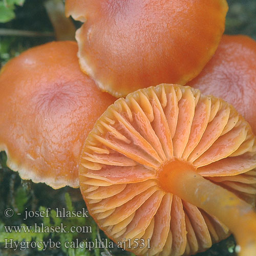 Hygrocybe calciphila aj1531