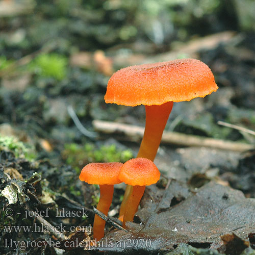 Hygrocybe calciphila aj2970