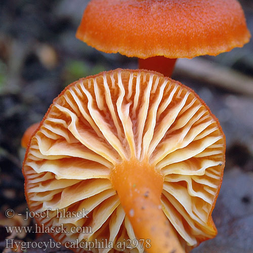 Hygrocybe calciphila Hygrophore calcicole Kalkvaxing